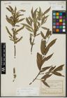 Foto von Salix alba L. x Salix fragilis L.